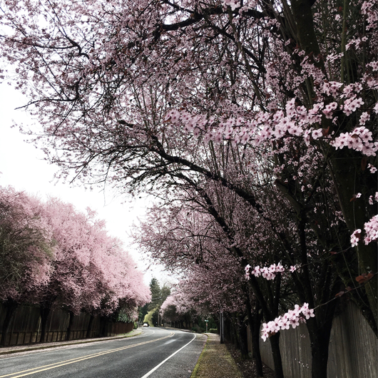 Cherry Blossom Trees Portland