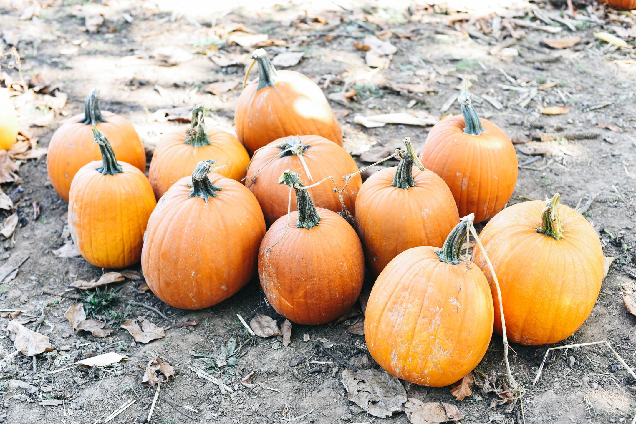 rysers-farm-pumpkins