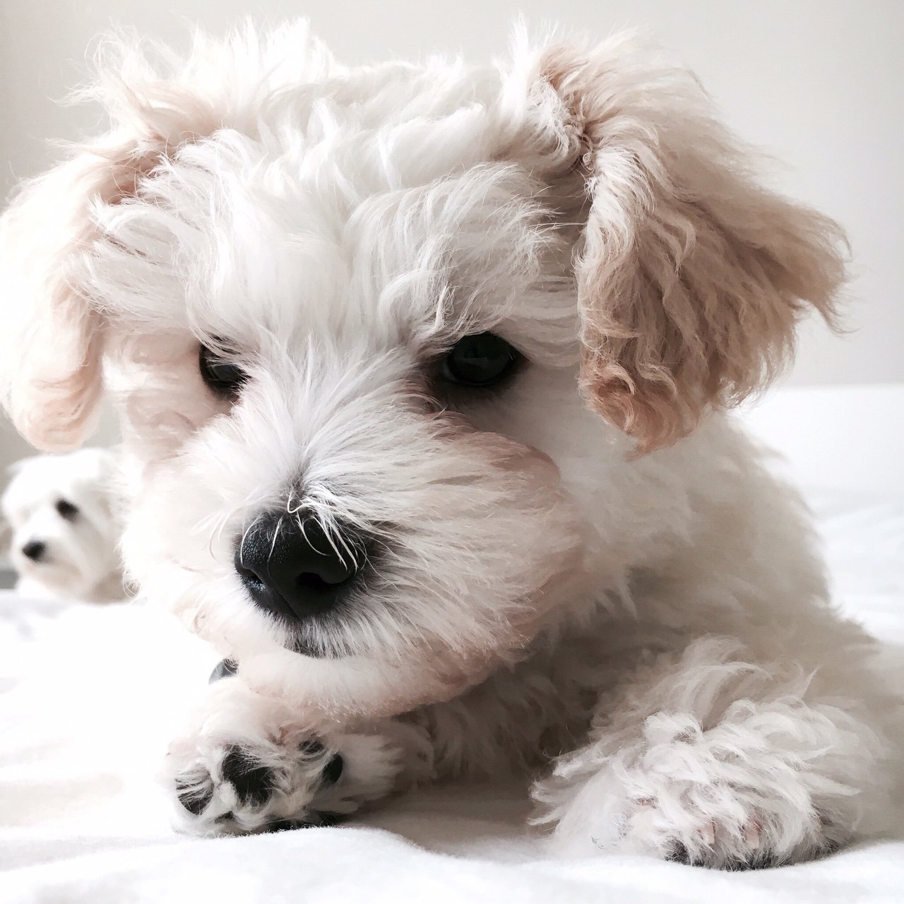 riley-terrier-poodle