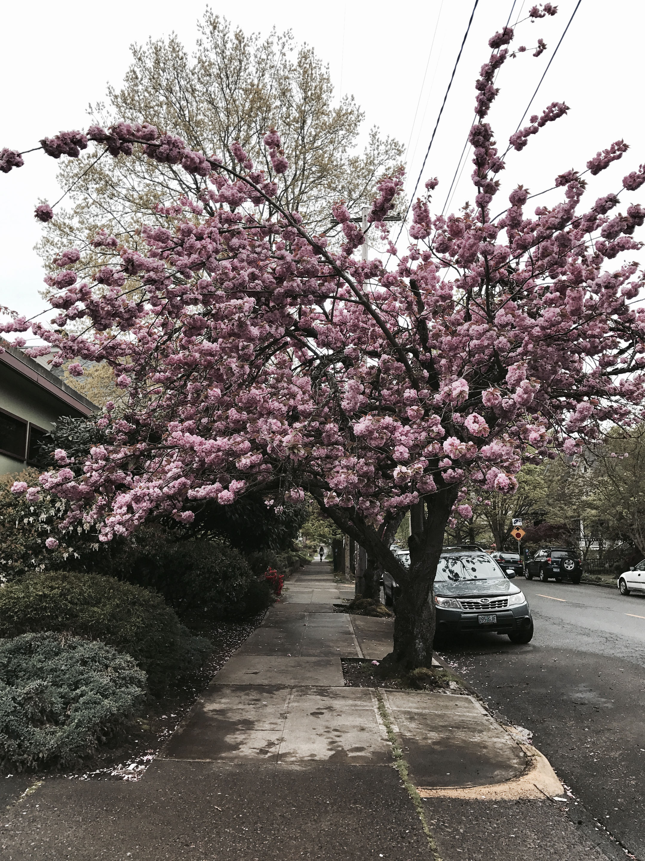 Cherry Blossom tree