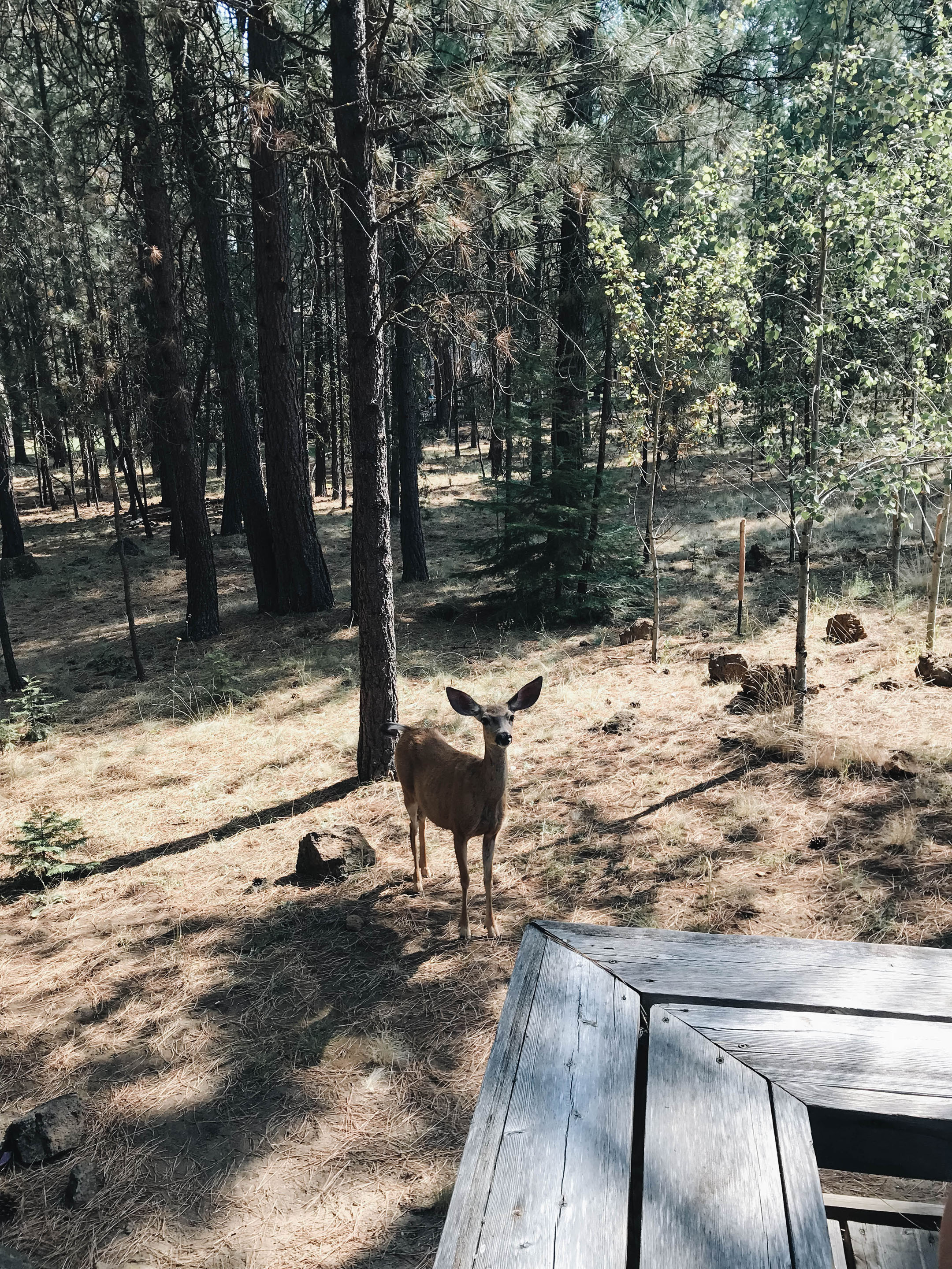 Black Butte Ranch Deer