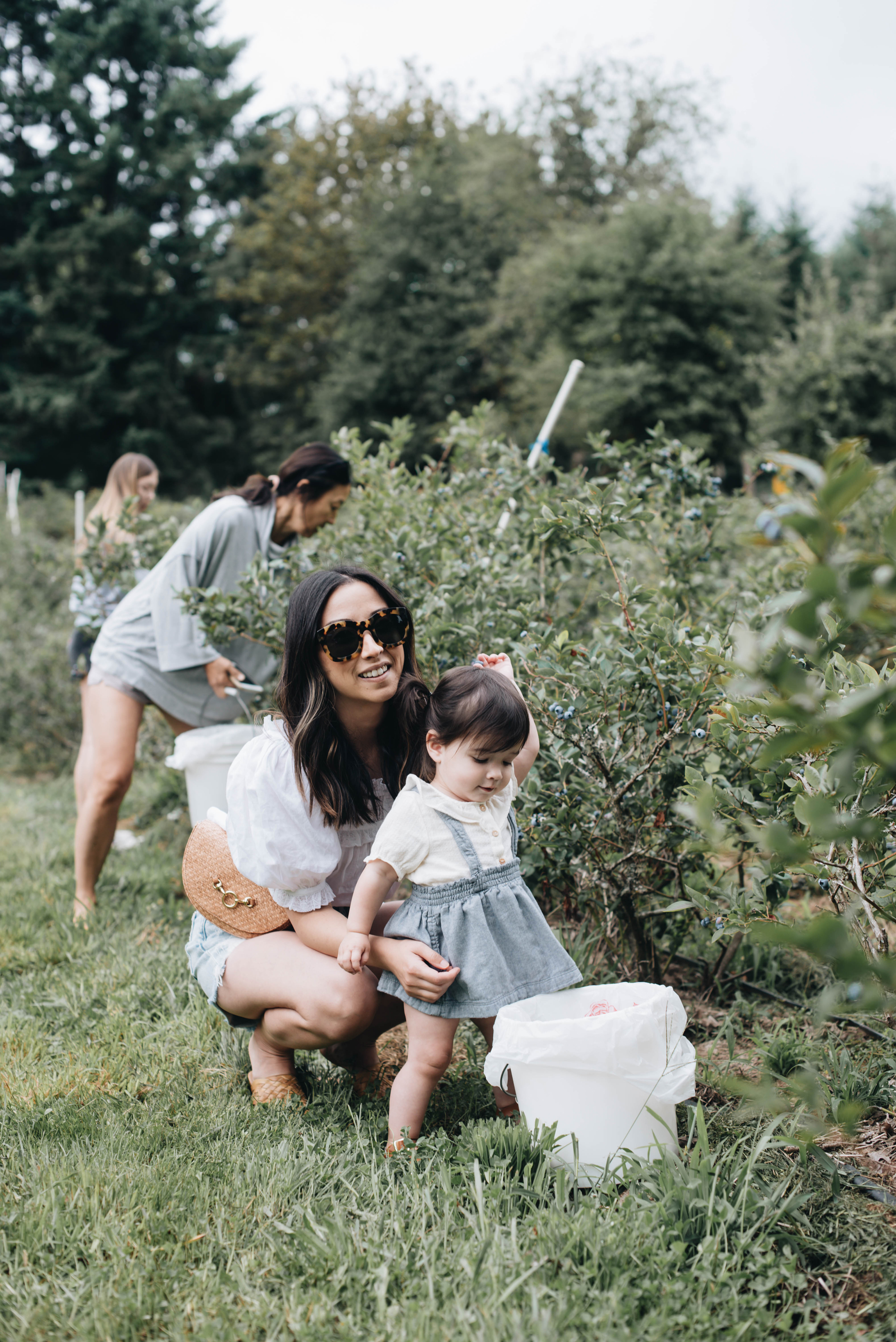 Blueberry Picking in Oregon City