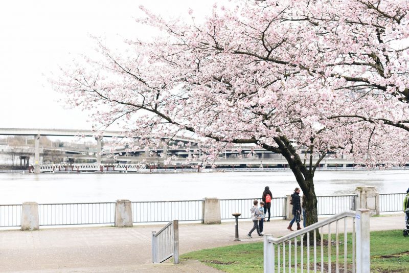 Portland Cherry Blossom Trees